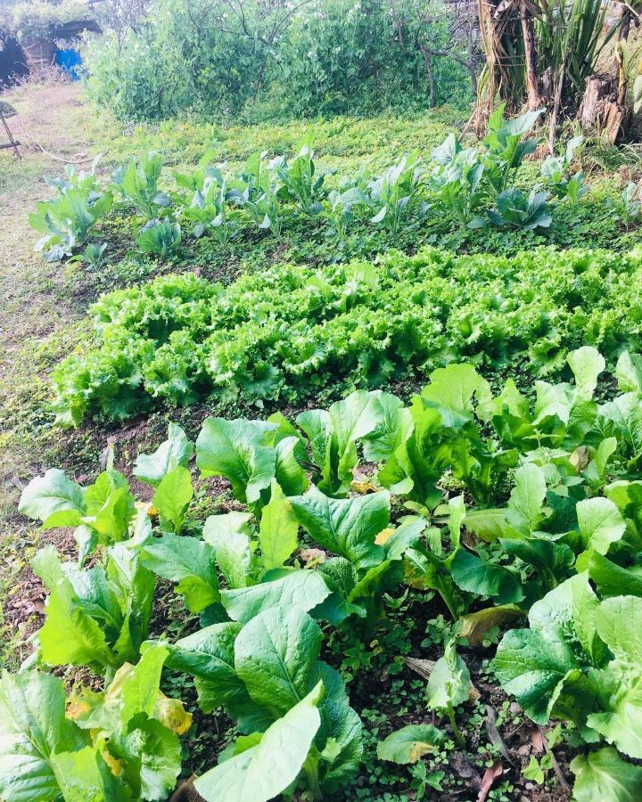 Mountain View Eco Farm Farm stay *